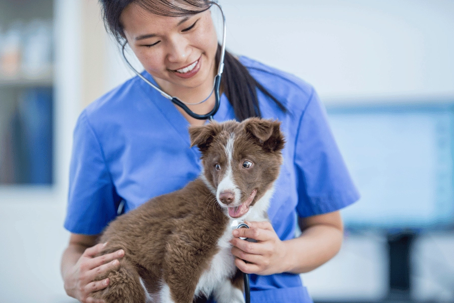 10 Best Veterinarians in Raleigh, NC 